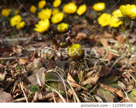 Fukushigusuku Fukujou 122995169