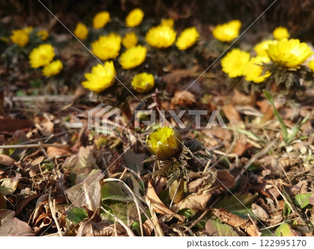 Fukushigusuku Fukujou Fukushigusuku Fukujou 122995170