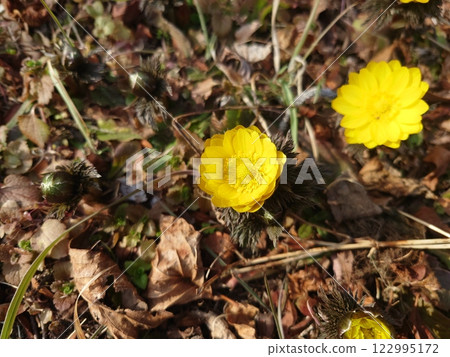 Fukushigusuku Fukujou Fukushigusuku Fukujou 122995172