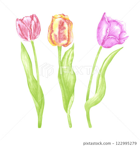 Hand drawn watercolor colorful tulips with green leaves. Illustration of flowers isolated on white background. Can be used for postcard, label, scrapbook and other printed products. 122995279
