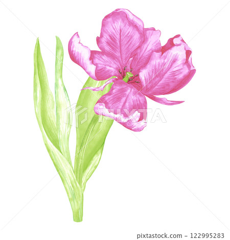Hand drawn watercolor peony like pink tulip with green leaves. Illustration of spring flower isolated on white background. Can be used for postcard, label, scrapbook and other printed products. 122995283
