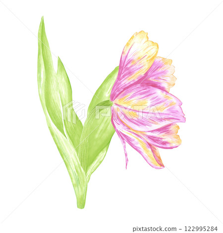 Hand drawn watercolor peony like pink and yellow tulip with green leaves isolated on white background. Can be used for postcard, label, scrapbook and other printed products. 122995284