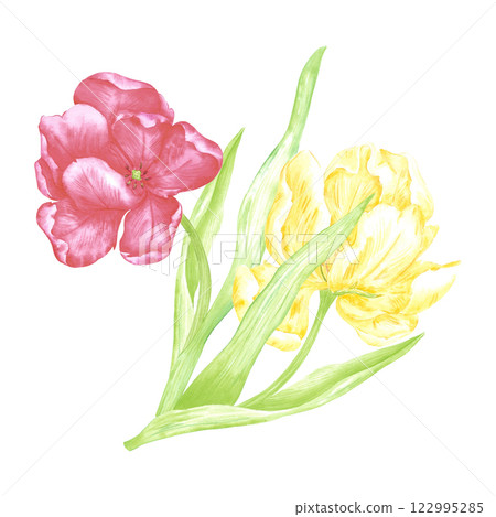Hand drawn watercolor peony like yellow tulips composition. Illustration of spring flowers isolated on white background. Can be used for postcard, label, scrapbook and other printed products. 122995285