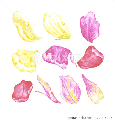 Hand drawn watercolor set of colorful tulips petals. Botanical illustration isolated on white background. Can be used for postcard, label, scrapbook and other printed products. 122995297