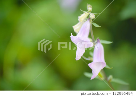 三葉角藻 122995494