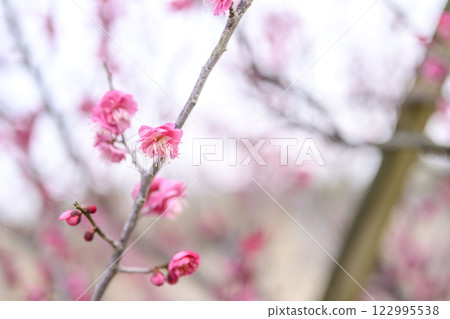 鹿兒島紅梅、紅梅、梅樹、梅林、冬季 [神奈川縣] 122995538