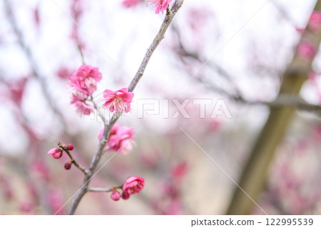 鹿兒島紅梅、紅梅、梅樹、梅林、冬季 [神奈川縣] 122995539