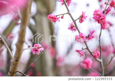 鹿兒島紅梅、紅梅、梅樹、梅林、冬季 [神奈川縣] 122995553