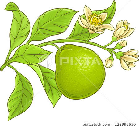 Bergamot Branch with Flruits and Flowers Colored Detailed Illustration Bergamot Branch with Flruits and Flowers Colored Detailed Illustration 122995630