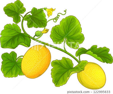 Melon Plant Colored Detailed Illustration Melon Plant Colored Detailed Illustration 122995633