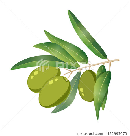 Olive green tree branch with berries 122995673