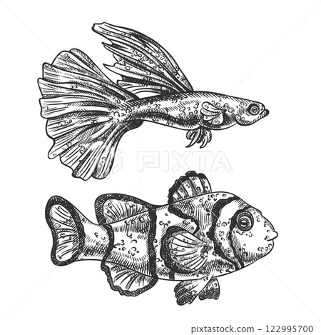 Vector illustration of sea fish. A tropical underwater animal. Tropical element of natural world. For postcards, prints. Hand drawn textured sketch in black and white on isolated background Vector illustration of sea fish. A tropical underwater animal. Tropical element of natural world. For postcards, prints. Hand drawn textured sketch in black and white on isolated background 122995700
