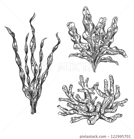 Vector illustration of sea and ocean seaweed plant and coral. Isolated object on a white background. Tropical underwater element, natural bottom world. Hand drawn textured sketch, isolated background Vector illustration of sea and ocean seaweed plant and coral. Isolated object on a white background. Tropical underwater element, natural bottom world. Hand drawn textured sketch, isolated background 122995701