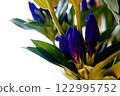 Blue Gentian 122995752