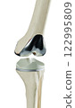 bone, anatomy, knee 122995809