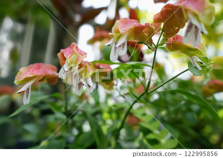 The brilliance of the shrimp plant The brilliance of the shrimp plant 122995856