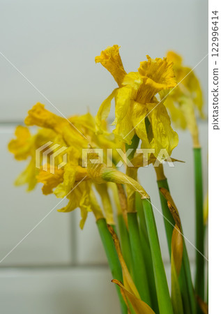 Withered yellow daffodils in a glass vase against a white tiled kitchen wall. High quality photo Withered yellow daffodils in a glass vase against a white tiled kitchen wall. High quality photo 122996414