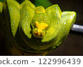 Green snake on a branch 122996439