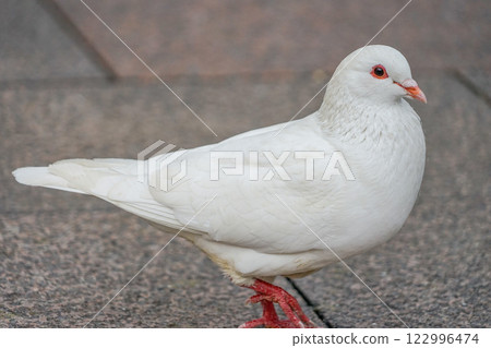上海人民公園的白鴿 122996474
