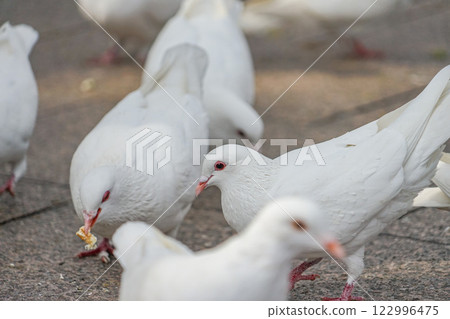 上海人民公園的白鴿 122996475