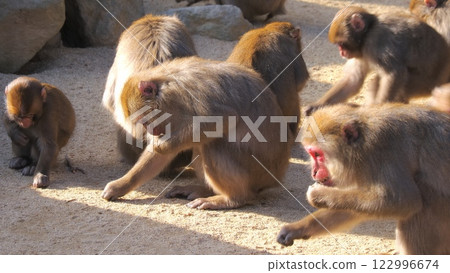 Beppu Takasakiyama Natural Zoo 3: Wild Japanese macaques being fed 122996674