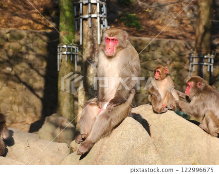 別府高崎山自然動物園 4：正在餵食的野生日本獼猴 122996675