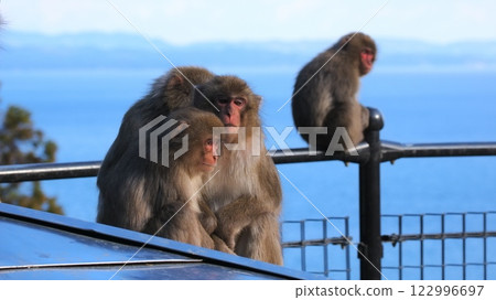 Beppu Takasakiyama Natural Zoo 7: Wild Japanese macaques being fed Beppu Takasakiyama Natural Zoo 7: Wild Japanese macaques being fed 122996697