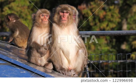 Beppu Takasakiyama Natural Zoo 8: Wild Japanese macaques being fed 122996698