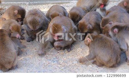 Beppu Takasakiyama Natural Zoo 9: Wild Japanese macaques being fed 122996699