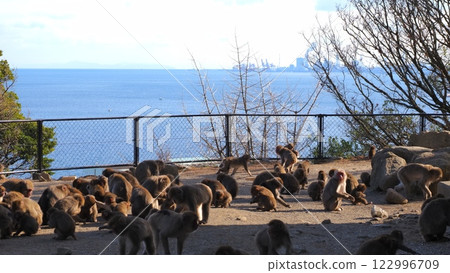 Beppu Takasakiyama Natural Zoo 12: Wild Japanese macaques being fed 122996709
