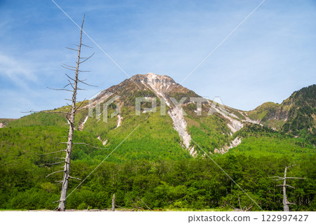 上高地的新綠（從大正池附近眺望燒岳） 122997427