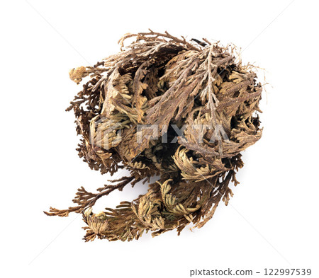 Rose of Jericho in studio 122997539
