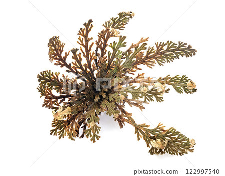 Rose of Jericho in studio Rose of Jericho in studio 122997540