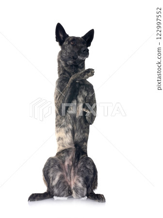 Dutch Shepherd in studio 122997552