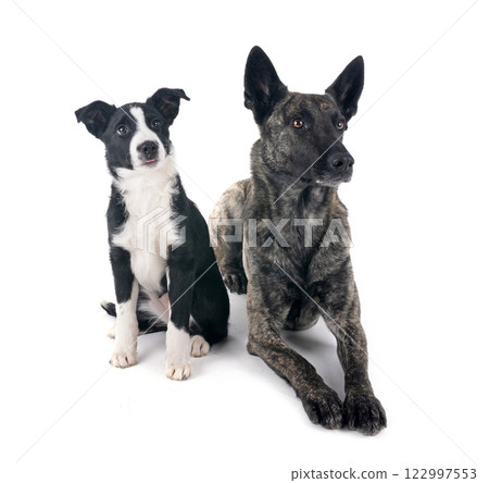 Dutch Shepherd and puppy border collie 122997553