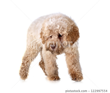 Romagna Water Dog 122997554