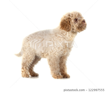 Romagna Water Dog 122997555