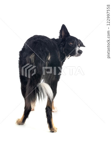 border collie in studio border collie in studio 122997558