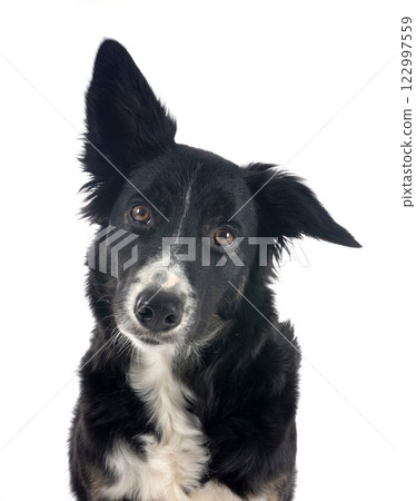 border collie in studio 122997559