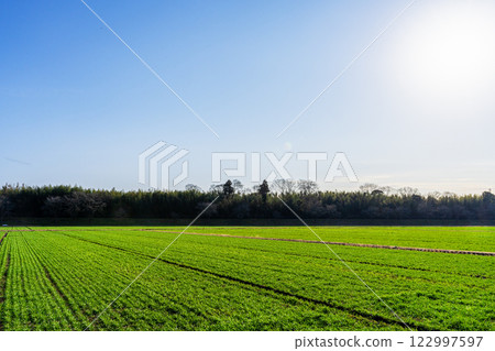 冬小麥田 冬小麥田 122997597
