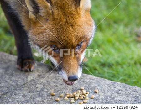 A Wild Red Fox foraging for food A Wild Red Fox foraging for food 122997924