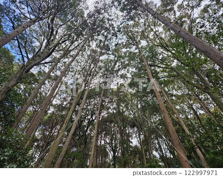 Cedars growing in the sky 122997971