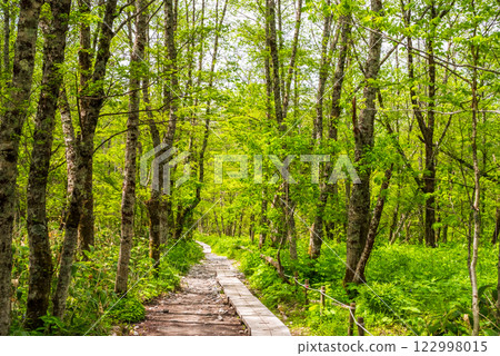 「上高地新綠」 清爽自然中的散步道 122998015