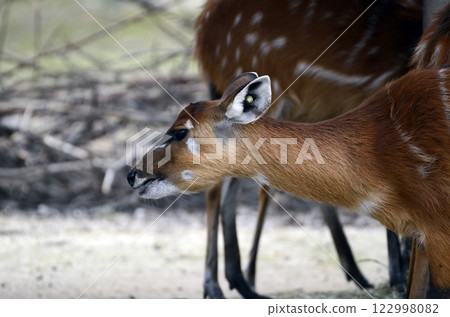 Sitatunga 122998082