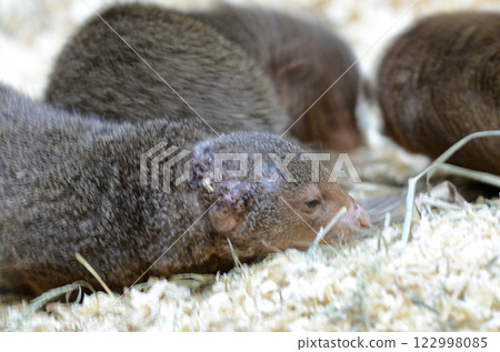 DEGU DEGU 122998085