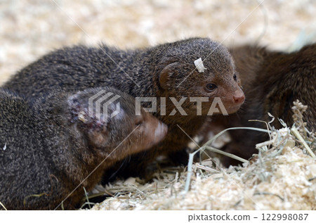 DEGU DEGU 122998087