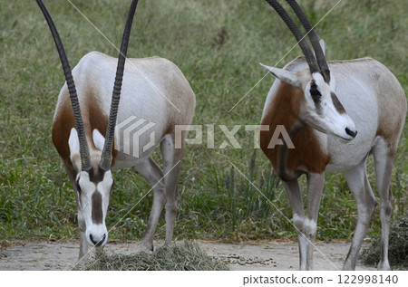 Shiro Orix 122998140