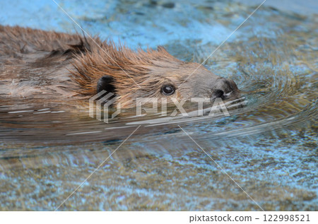 Beaver 122998521