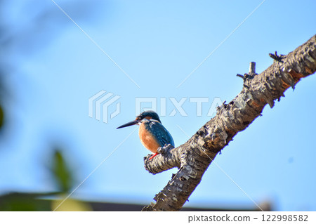 翠鳥在藍天上閃閃發光 122998582