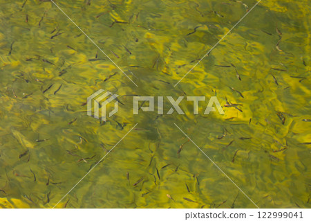An Underwater Algae Bloom with Small Fish, showcasing a vibrant aquatic ecosystems beauty 122999041